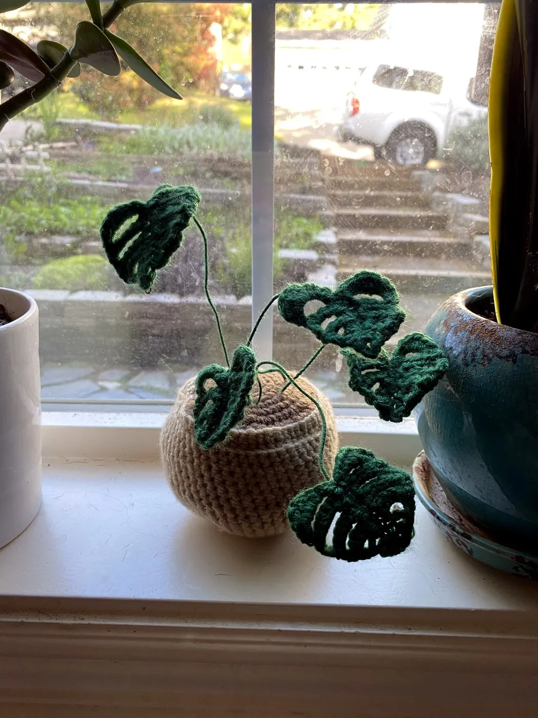 Monstera Plant