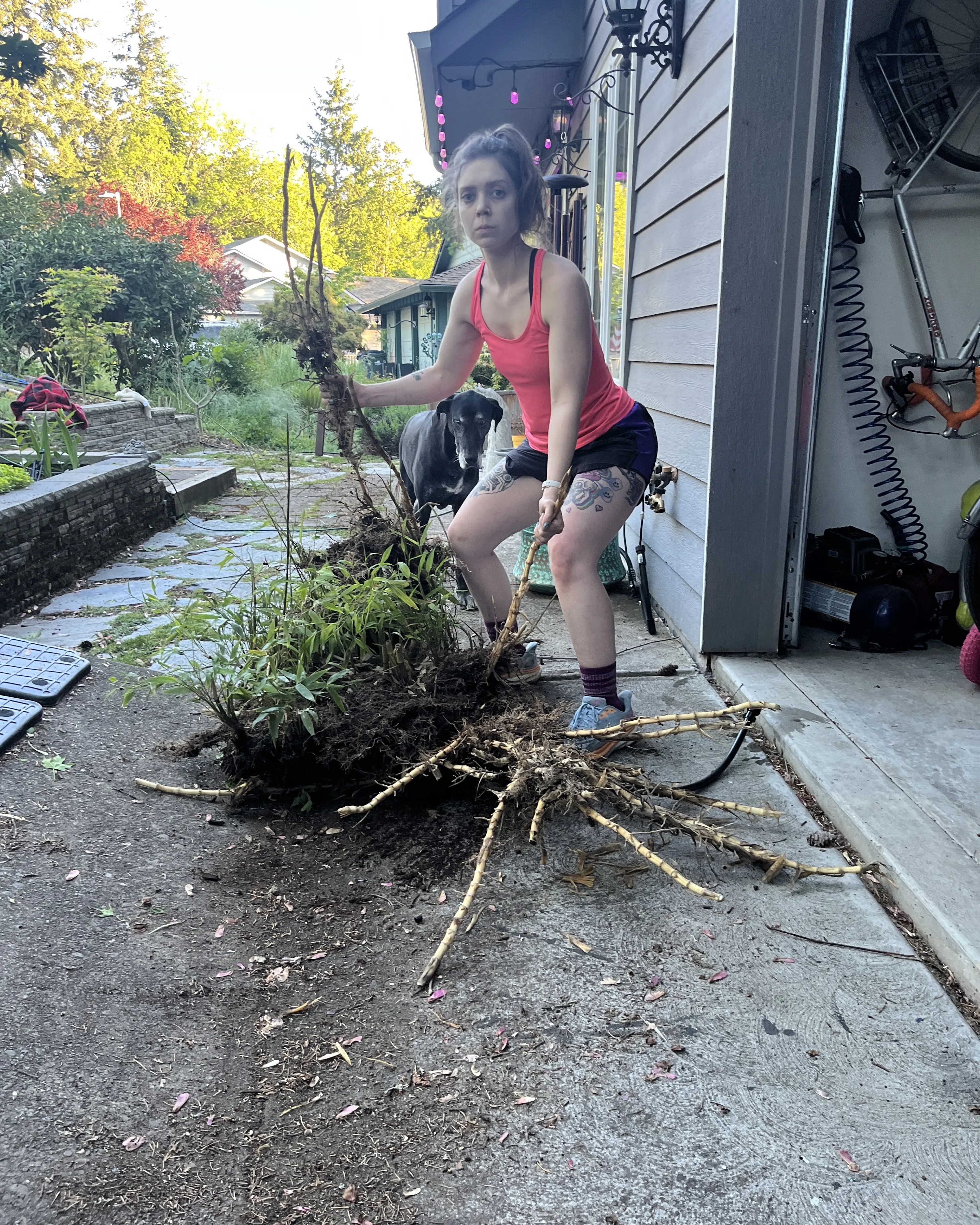 Victoria, a dog, and an uprooted bamboo